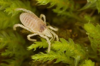 Media type: image;   Invertebrate Zoology 29554